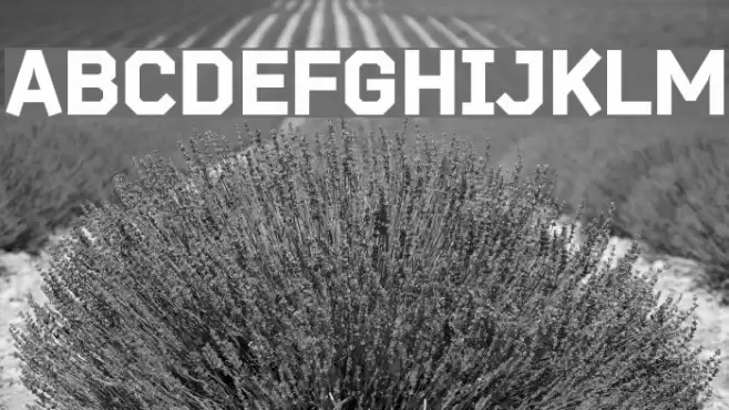 Bender-Black Font examples