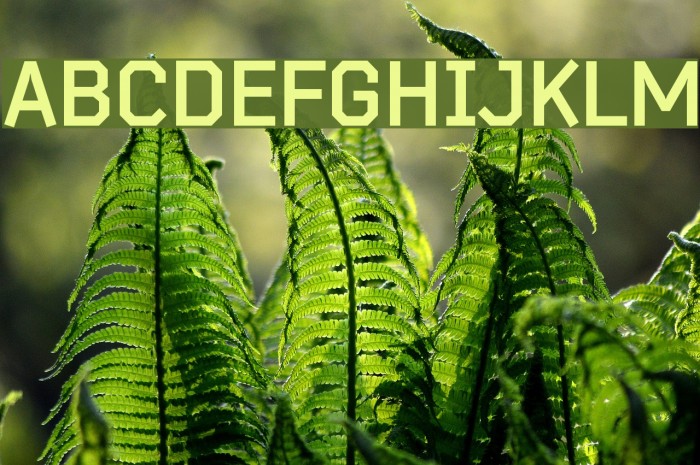 Bender-Bold Font examples