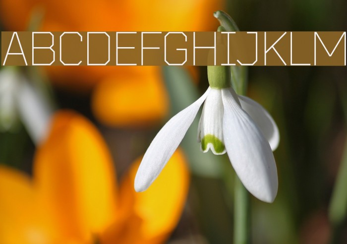 Bender-Light Font examples