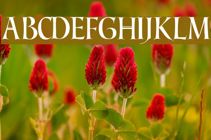 Benevento!` Schriftart examples