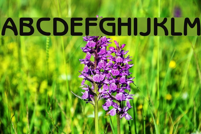 Benjamin Gothic Font examples