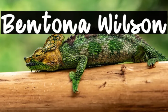 Bentona Wilson Example 3