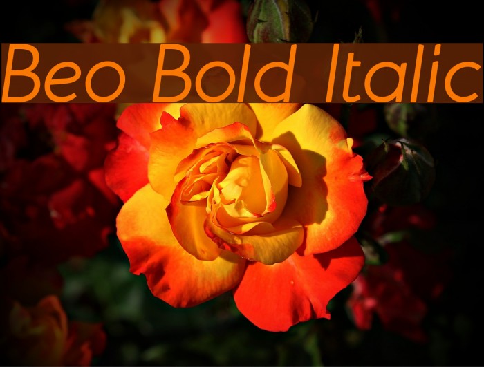 Beo Bold Italic Font examples
