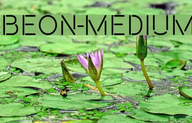 Beon-Medium Example 2