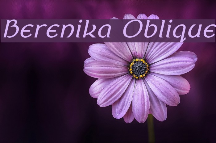 Berenika Oblique Example 3