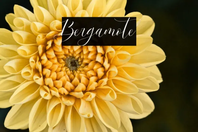Bergamote Example 1