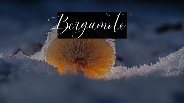 Bergamote Example 2
