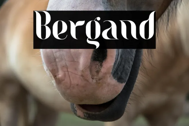 Bergand Example 2