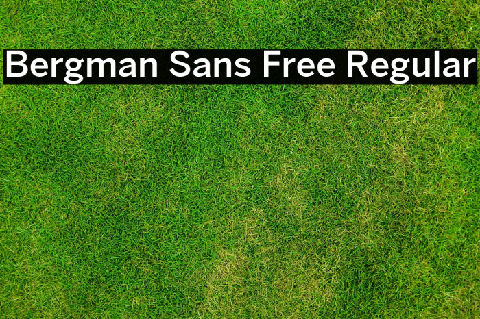 Bergman Sans Free Regular Example 3