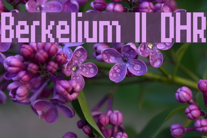 Berkelium II DHR Example 3