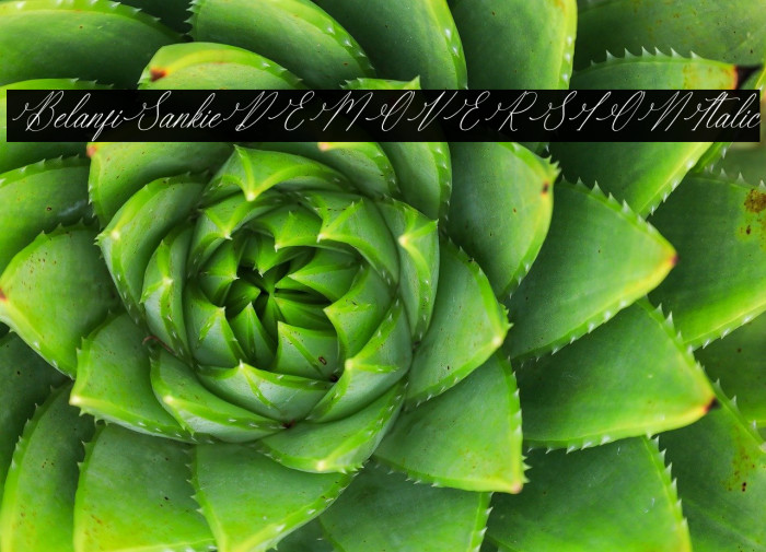 Berlanfi Sankisse DEMO VERSION Italic Example 1