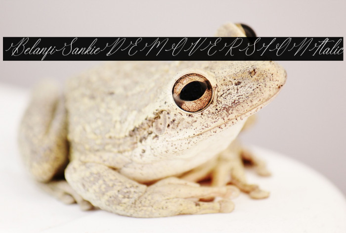 Berlanfi Sankisse DEMO VERSION Italic Example 2