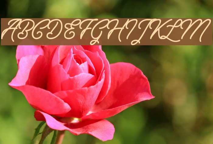 BerlianaMonolineFree-Regular Font examples