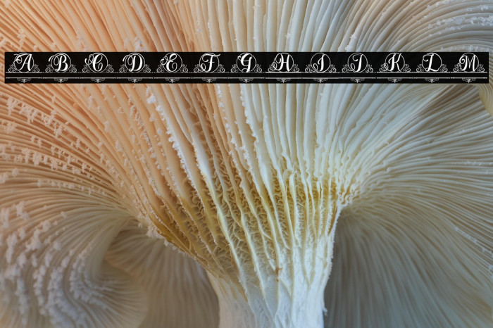 Berlin Monogram Example 2