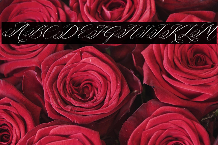 Berlishanty Calligraphy Italic Example 3