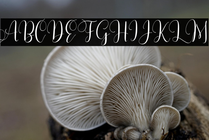 BerlyndaFREE Example 1