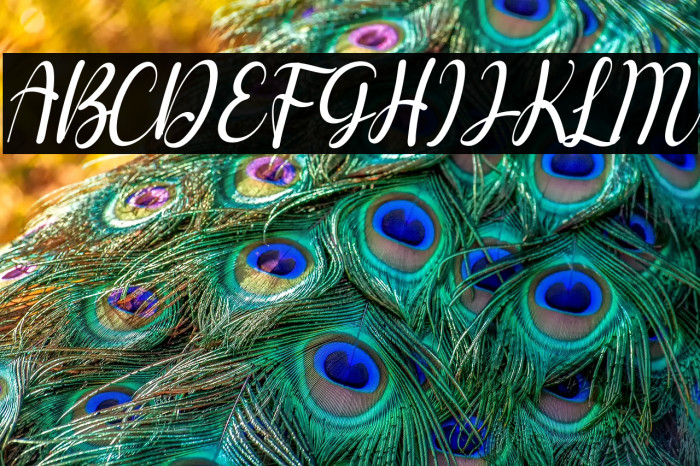 Berlysa Italic Example 1