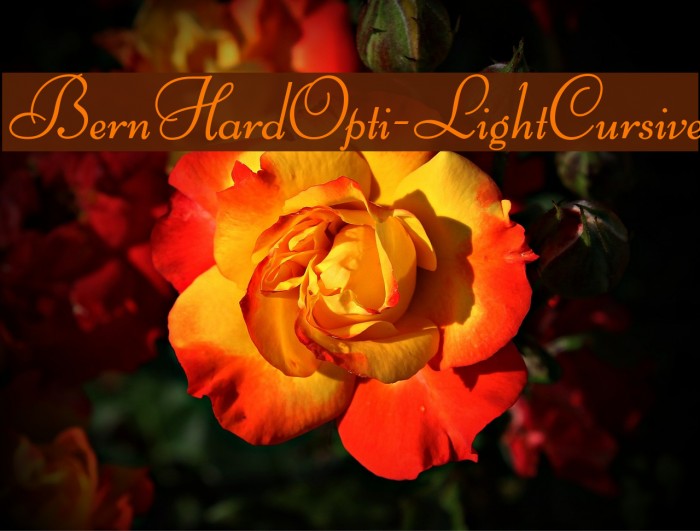 BernHardOpti-LightCursive Font examples