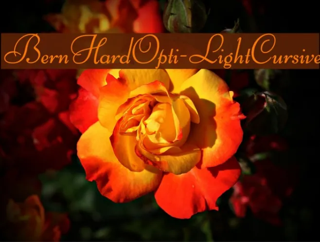 BernHardOpti-LightCursive Example 2