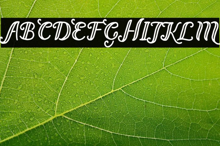 Bernadette Regular Example 2