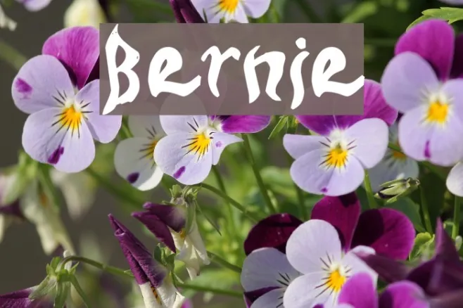 Bernie Example 1