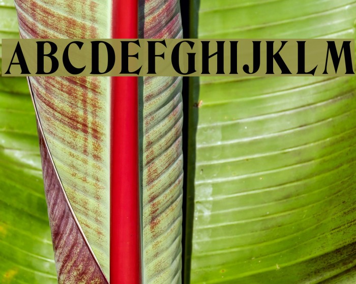 Berns Font examples