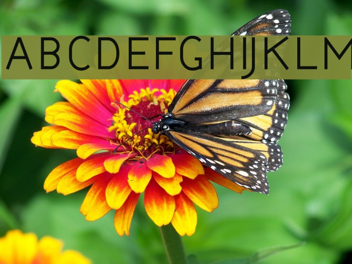 Bernur Normal Font examples