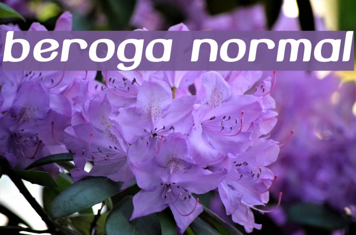 Beroga Normal Font examples
