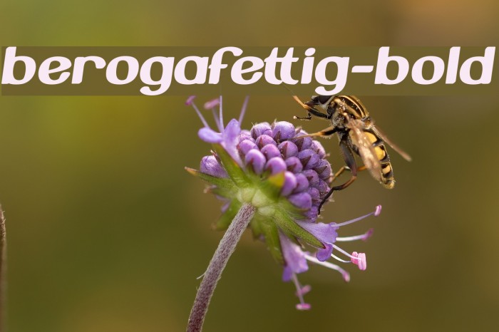 BerogaFettig-Bold Font examples