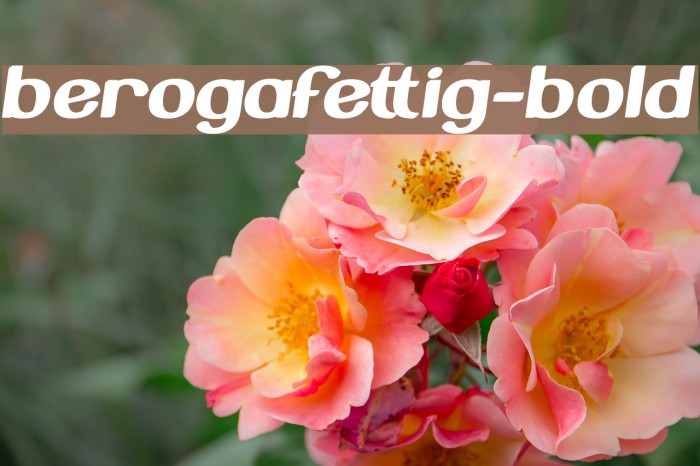 BerogaFettig-Bold Font examples