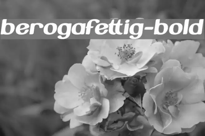 BerogaFettig-Bold Шрифта examples