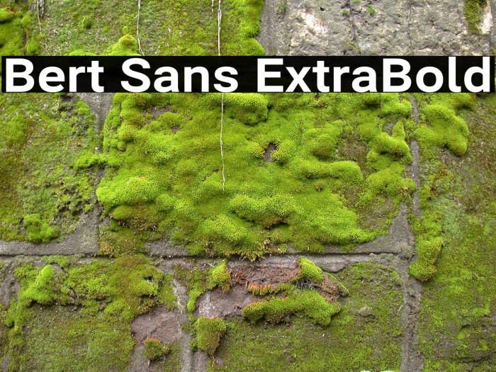 Bert Sans ExtraBold Font examples