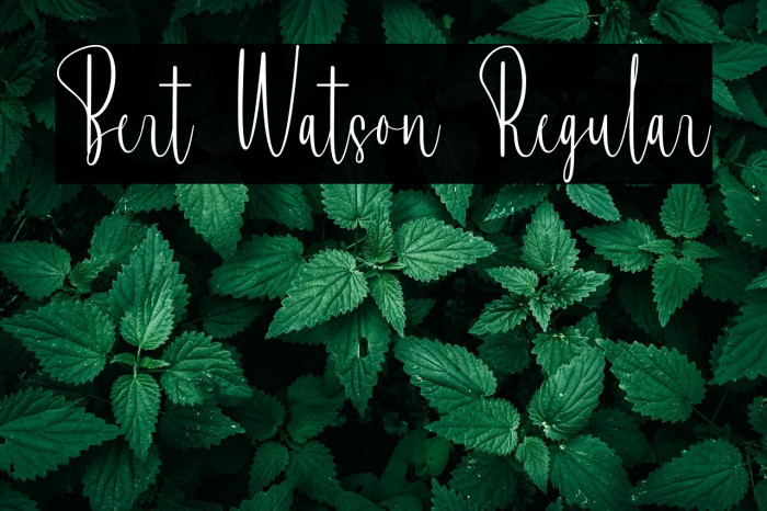 Bert Watson Regular Example 2