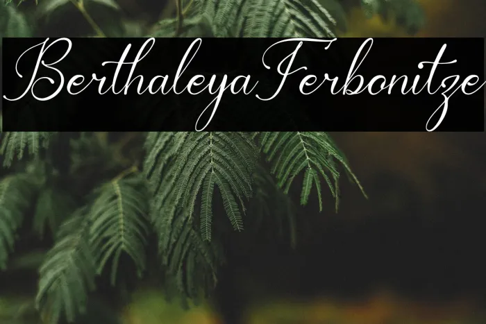 Berthaleya Ferbonitze Example 1