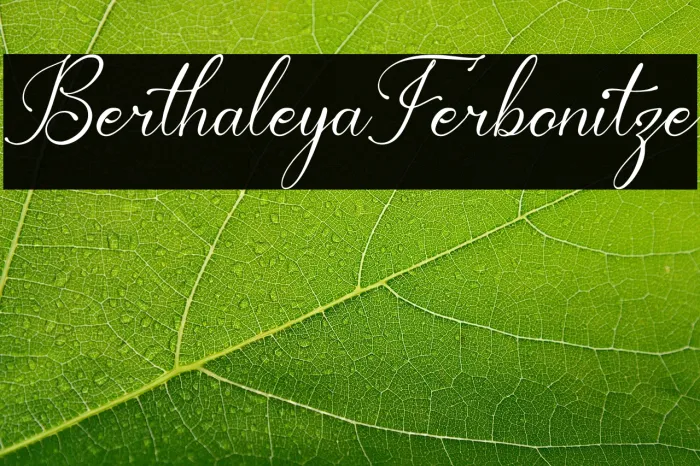 Berthaleya Ferbonitze Example 2