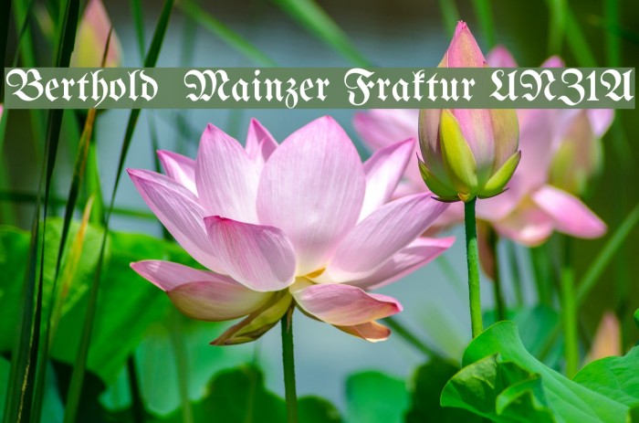 Berthold Mainzer Fraktur UNZ1A Font examples