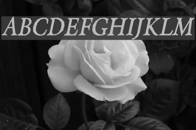 Berylium Bold Italic Font examples