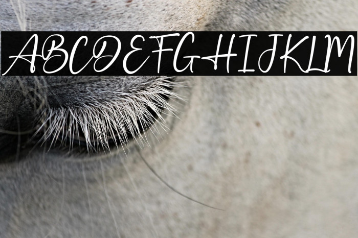 Best Holiday Polices examples