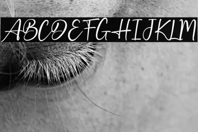 Best Holiday Caratteri examples