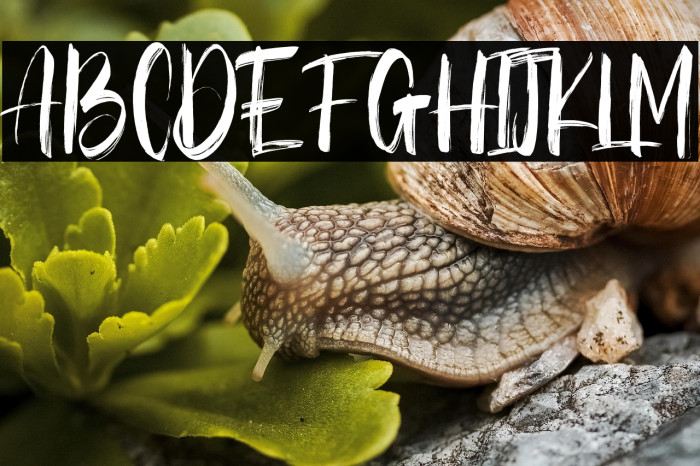 Bestons Free Regular Example 3