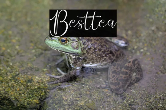 Besttea Example 3