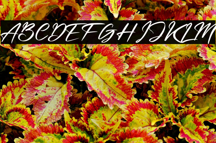 Beternite Limited Example 3