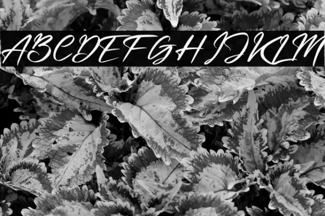 Beternite Limited Font examples