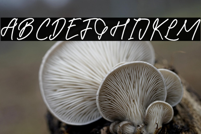 Betsy Gilbertos Example 2