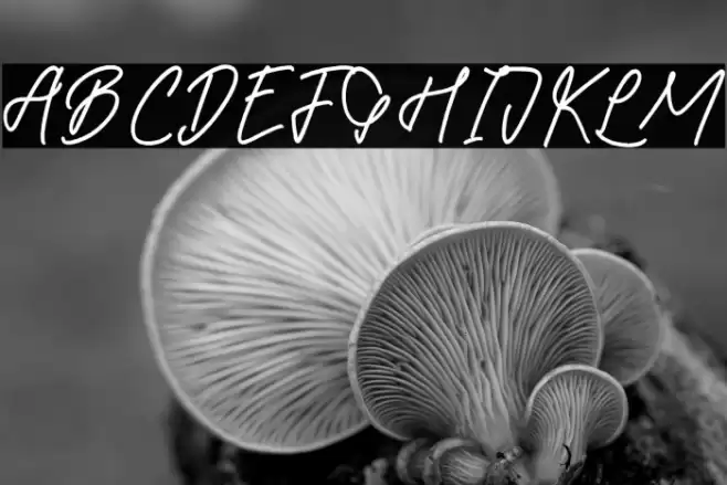 Betsy Gilbertos Font examples