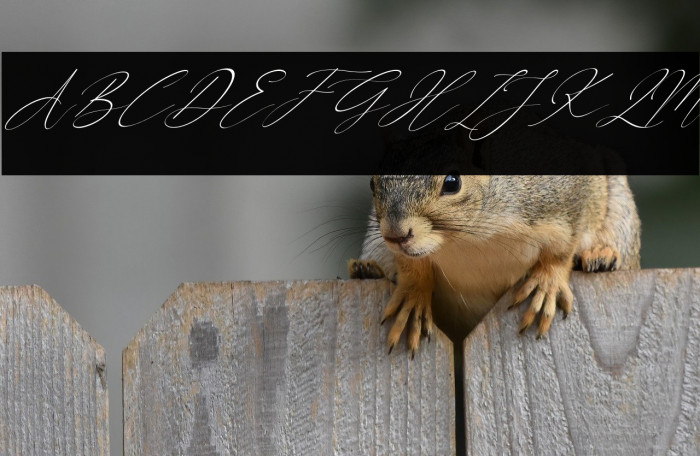 Better Diamond Italic Example 3