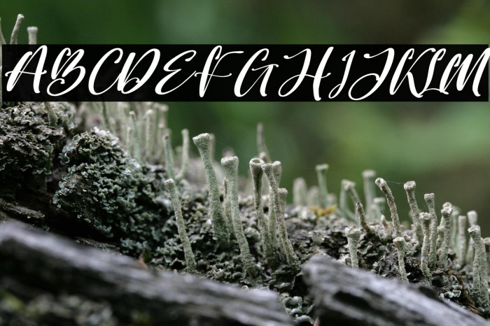 Better Spine Italic Example 1