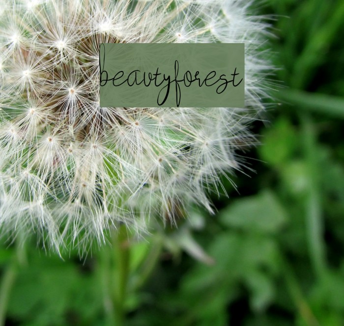 beautyforest Font examples