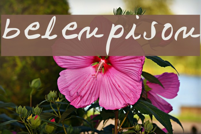 belenpison Font examples