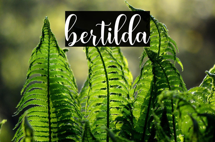 bertilda Example 2
